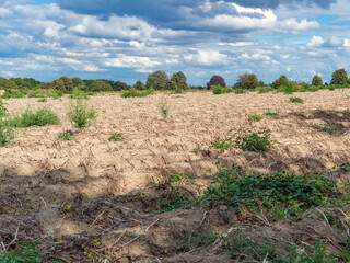 Fototapeta na wymiar view of a potato field before harvest