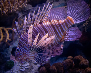 Animal and Nature Photos