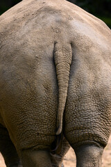 The back of a standing rhino with a tail. © lapis2380