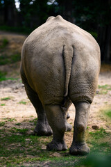 The back of a standing rhino with a tail. © lapis2380