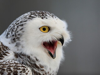 Close-up portrait of a great strong white owl with huge yellow eyes. Snowy Owl, Bubo scandiacus.