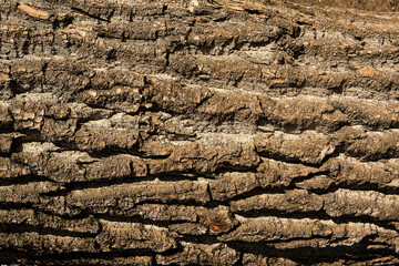 Old gray Wood Tree Texture Background Pattern.