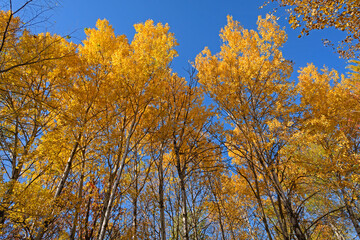 Yellow Forest Reaching to the Sky
