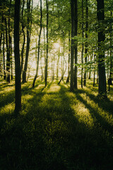 Magic bright sunset light in the summer forest with long shadows and beautiful green grass nature....