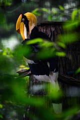 Buceros bicornis - Yellow-billed hornbill in an aviary on a branch.