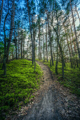 Ścieżka w parku narodowym w polsce