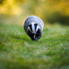 Autumn poetry. Close-up portrait of a badger in its natural habitat. Meles meles © Hana Duncova