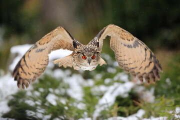 A great strong brown owl with huge red eyes flying through the forest directly to the photographer on a red and green trees background. Eurasian Eagle Owl, Bubo bubo.