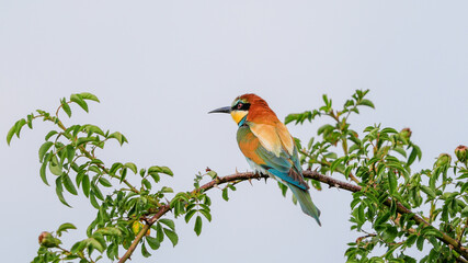 Close-up portrait of Bee-eater sitting on the tree. Flying jewel. European Bee-eater, Merops apiaster