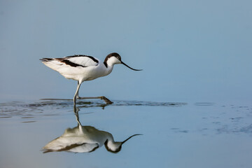 Close-up photo of a rare wader with a long thin beak curved upwards. Critically endangered species in natural environment. Czech Republic. Pied Avocet, Recurvirostra avosetta.