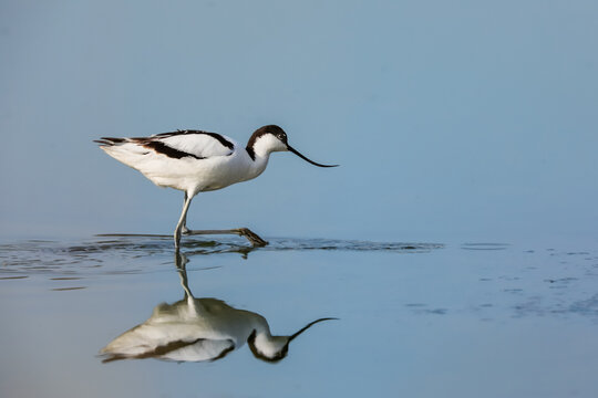 Close-up photo of a rare wader with a long thin beak curved upwards. Critically endangered species in natural environment. Czech Republic. Pied Avocet, Recurvirostra avosetta.