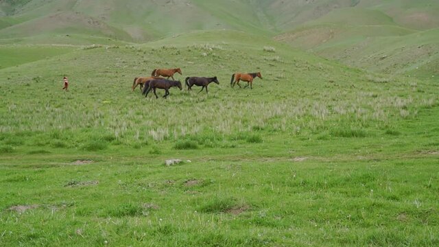 Shepherd grazing their horses in green pasture in Kyrgyzstan.