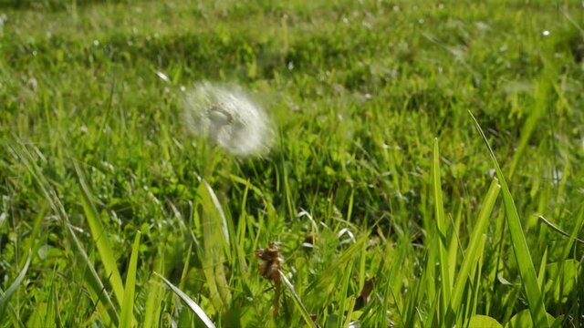 Dandelions blown by the wind