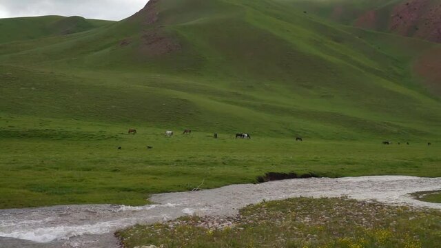A green hilly pastures and flowing river with grazing flocks of horse and sheep in Kyrgyzstan