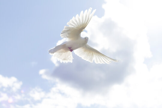 The wing of a white dove glows in the sun. A pigeon flies in the blue sky, against the background of a cloud