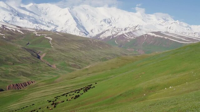 Green high pasture of snowy mountains in Kyrgyzstan