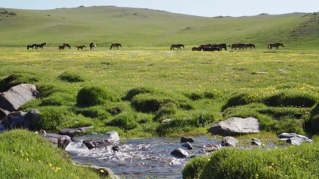 Horses grazing along small river at a summer steppe in Kyrgyzstan