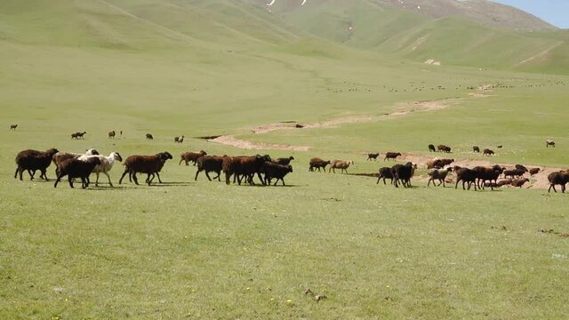 Sheep and goat at beautiful steppe in Kyrgyzstan