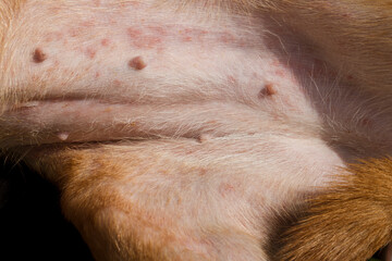 Severe allergic reactions to flea bites in dogs. bites on the stomach of a short-haired red dog....