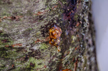 Yellow resin drop (as natural amber) on a bark of a  tree.