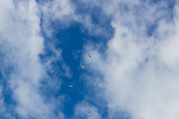 mouettes