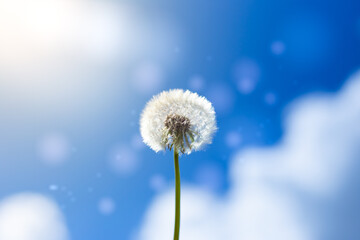White fluffy dandelion on blue sky background with clouds and side. Concept of freedom and dreams