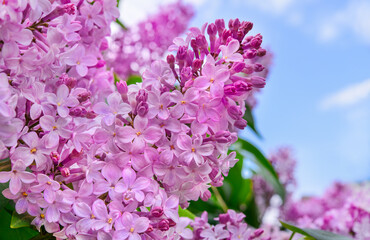 Branches of blooming lilacs. Delicate lilac flowers. 