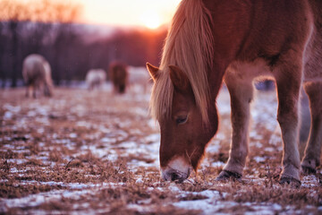 朝焼けと道産子 