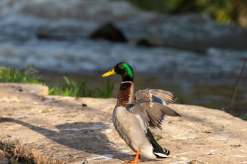 Mallard duck on the Yarkon River in Tel Aviv in an early spring morning. Israel.