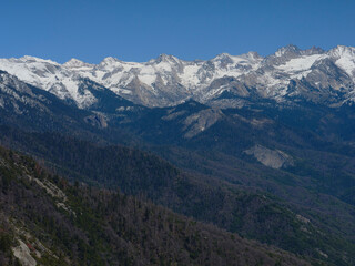 Obraz premium Sequoia mountains park