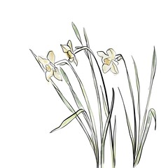 illustration of gentle daffodils on a white background. line art daffodils