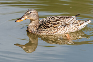 Mallard duck on the Yarkon River in Tel Aviv in an early spring morning. Israel.