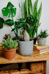Indoor plants on wooden table. Eco friendly home decor, stylish interior with a lot of houseplants. Home gardening concept.