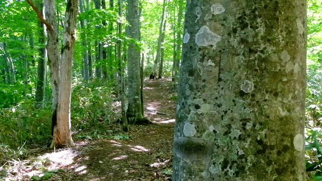 地衣類に覆われたブナの大木と明るい萌葱色した新緑のブナの森