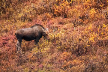moose in in its natural habitat in the tundra Denali national PArk in Alaska.