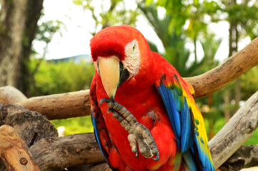 Guacamayo Macao salundando dentro de parque ecológico