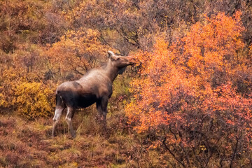 moose in in its natural habitat in the tundra Denali national PArk in Alaska.