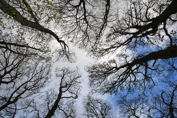 View of tree canopies