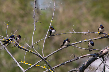 young swallow on the branch