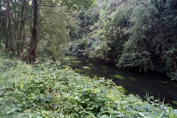 Forest stream surrounded by green trees and grass
