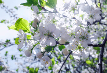 White cherry blossom in public park in spring