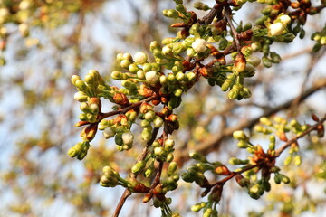 Cherry branch at the beginning of flowering in spring