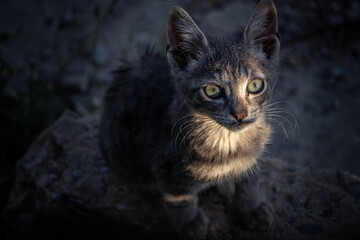 Closeup portrait of a cute little grey striped stray kitten with big eyes staring playfully at the camera, beautiful picture of a stray cat on sunset 