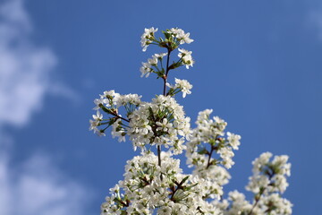 Cherry branch with flowers against the blue sky