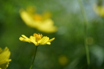 Light Yellow Flower of Cosmos in Full Bloom
