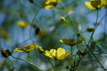 Light Yellow Flower of Cosmos in Full Bloom
