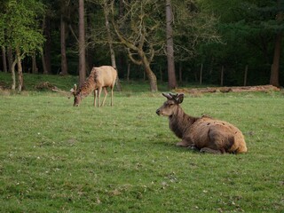 Two deer in a forest glade
