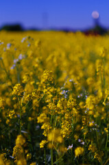 Fototapeta premium Yellow mustard flowers in an agricultural farm field