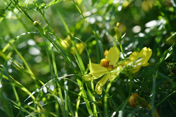 Light Yellow Flower of Cosmos in Full Bloom
