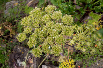 Shiny leaved angelica plant with flowers and seeds - obrazy, fototapety, plakaty